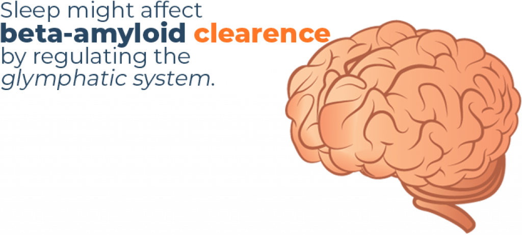 Beta Amyloid Clearence By Sleep