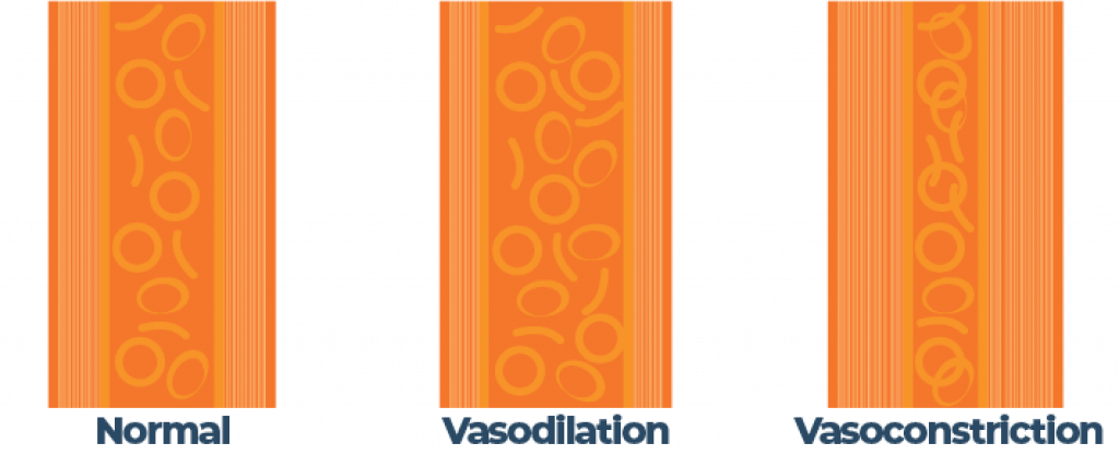 Illustration of Normal Artery, Vasodilation and Vasoconstriction